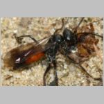 Caliadurgus fasciatellus - Wegwespe w01b 6mm mit Spinne - Sandgrube Niedringhaussee-det.jpg